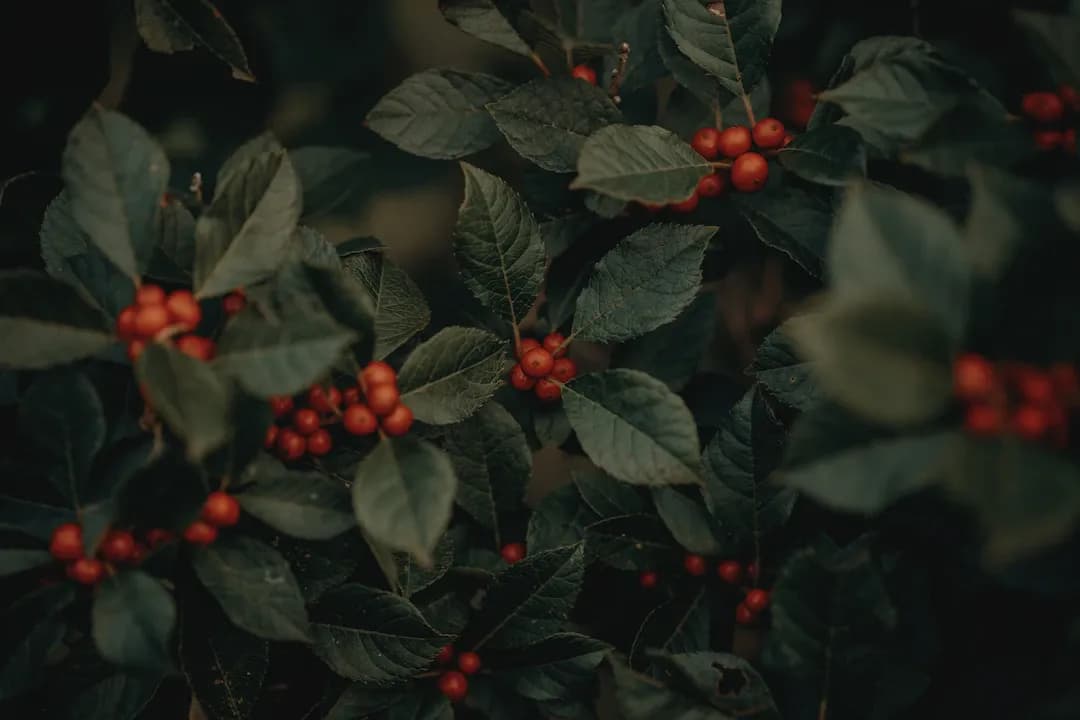 Viêm cầu thận mạn