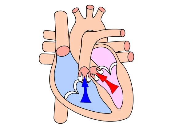 Sinh lý tim mạch: Thể tích tống máu tâm thu là gì?