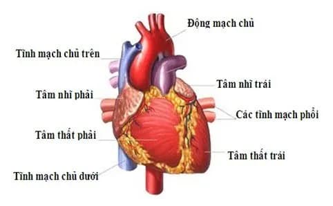 Ứng dụng của chụp cộng hưởng từ (MRI) trong lĩnh vực tim mạch